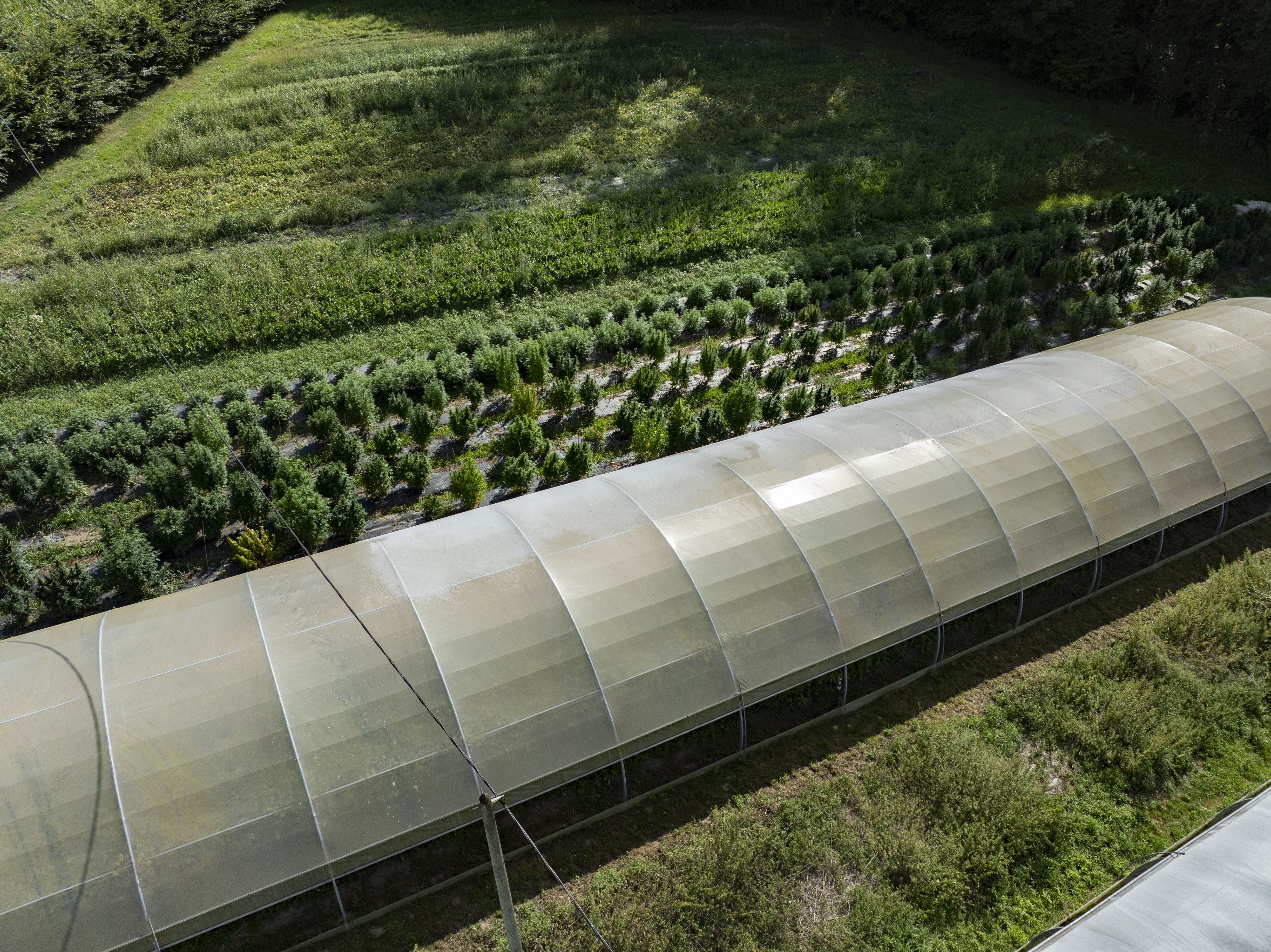 Vue a&eacute;rienne des champs de chanvre bio cultiv&eacute;s par Trikome en Savoie, producteur de CBD.